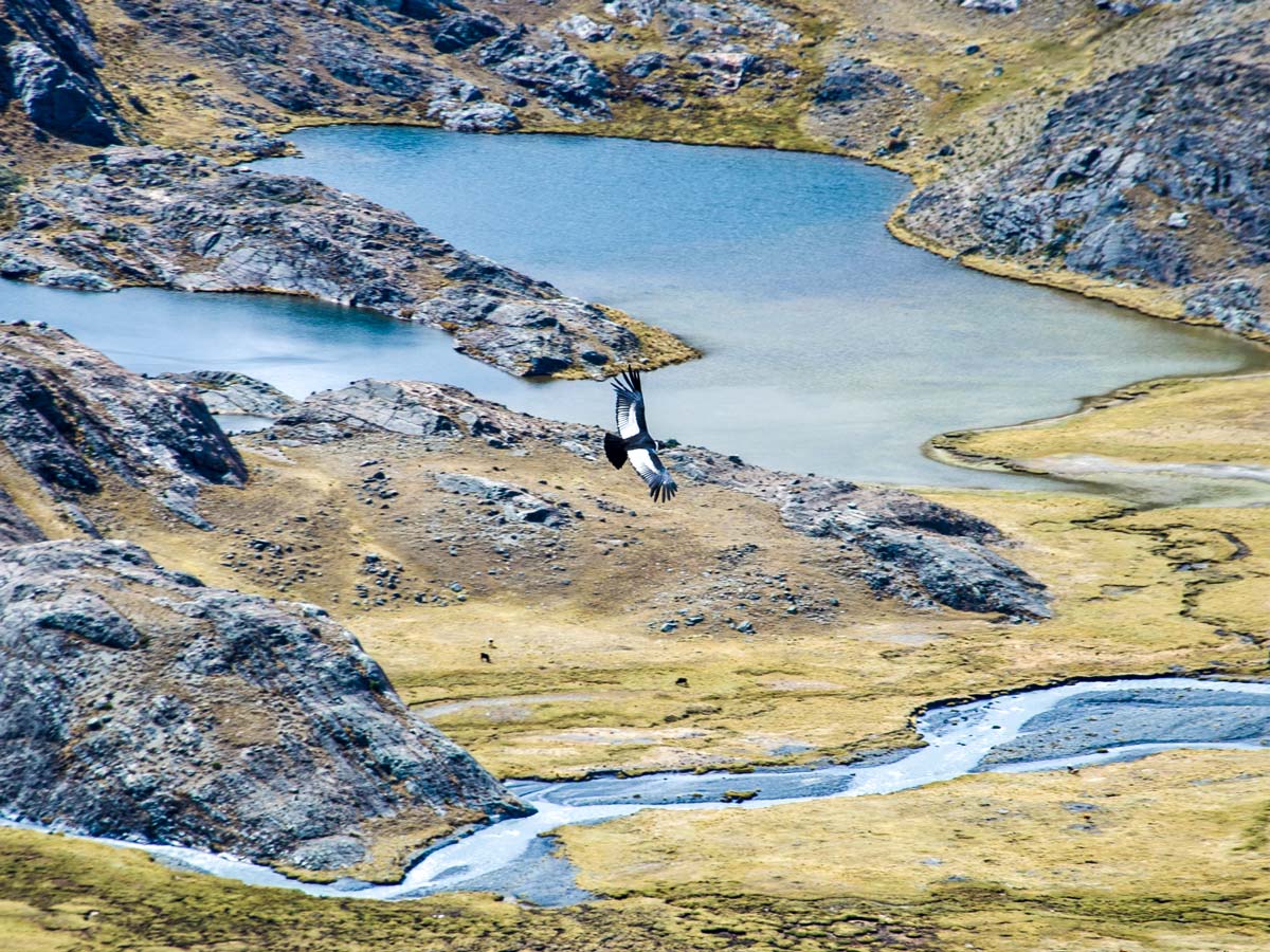 Bird flying over the lake and the river in the Apolobamba ridge in Bolivia - image by V.Kronental