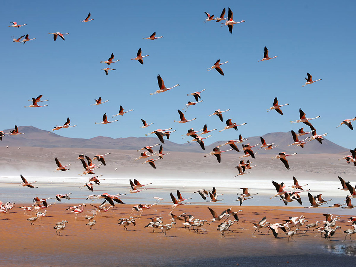 Flamingos at Laguna Colorada Bolivia Adventure Tour with a guide