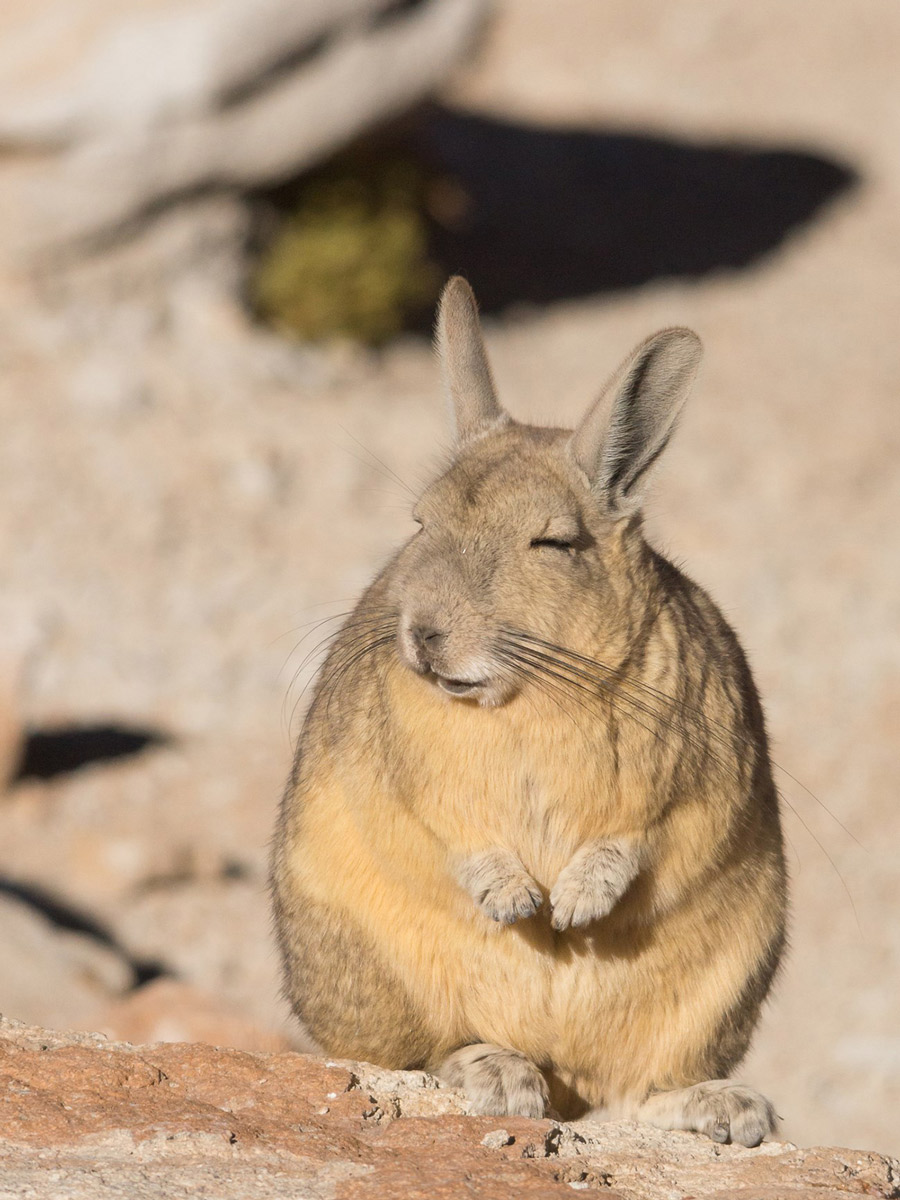 Bolivia Adventure Tour gives you a chance to see numerous rare desert animals