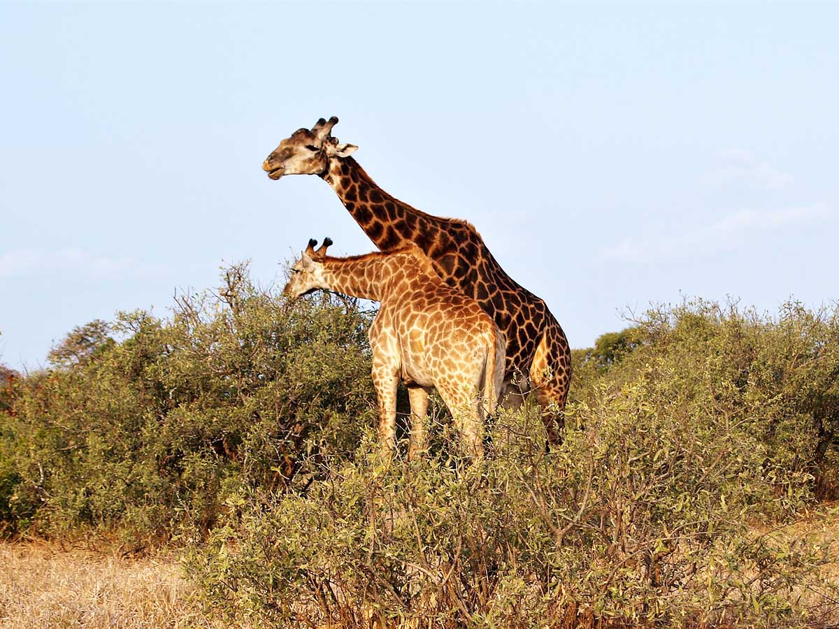 Girrafe met at Kruger National Park