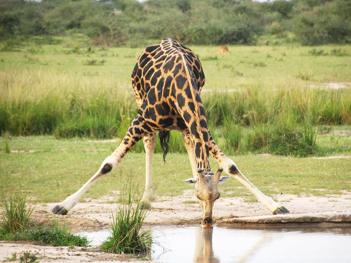 Giraffe drinking water