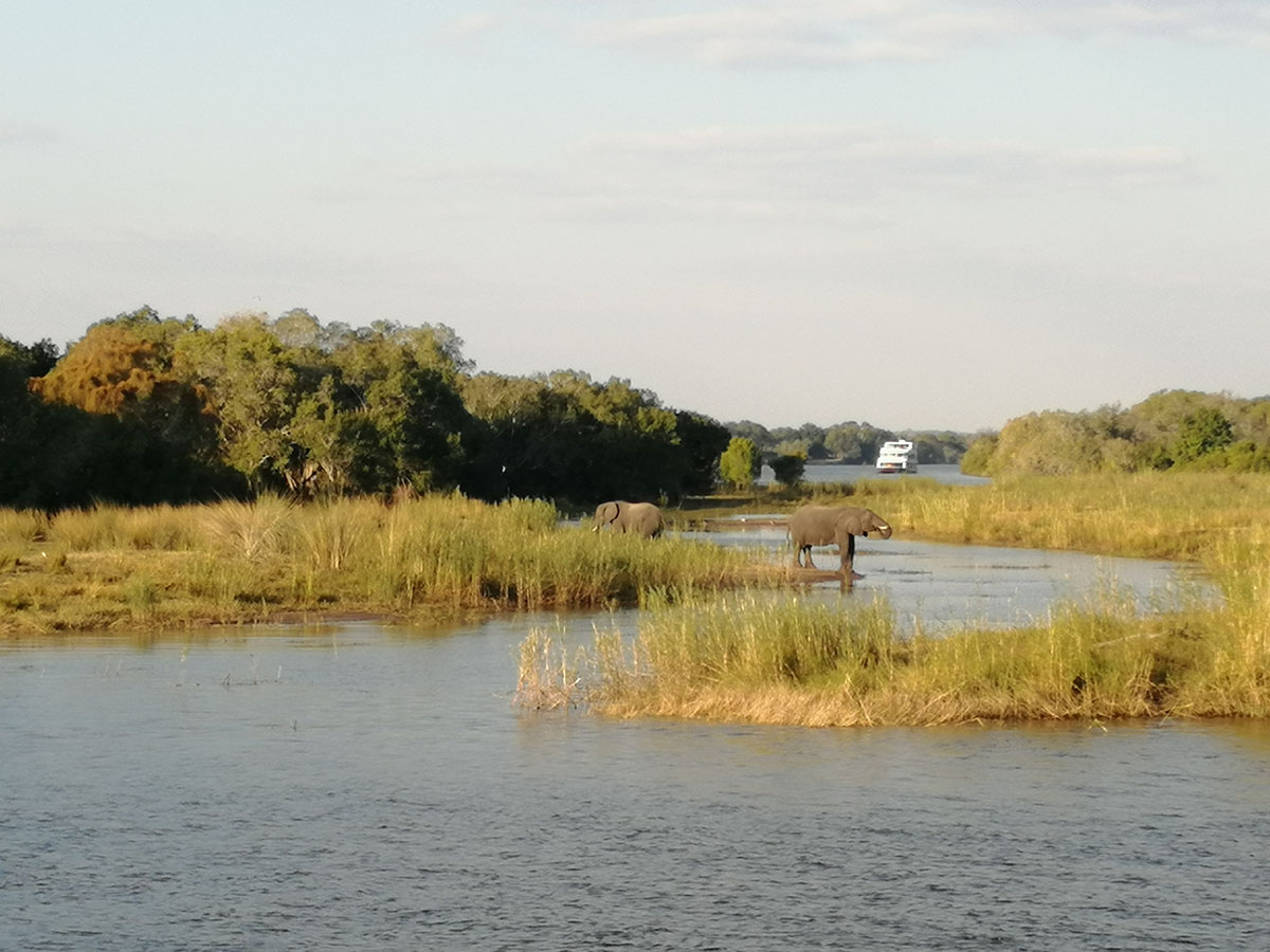 Two elephants near the river in Zimbabwe
