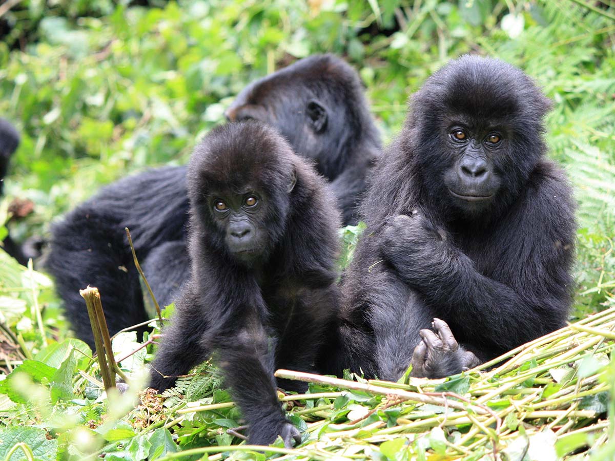 Juvenile Gorillas