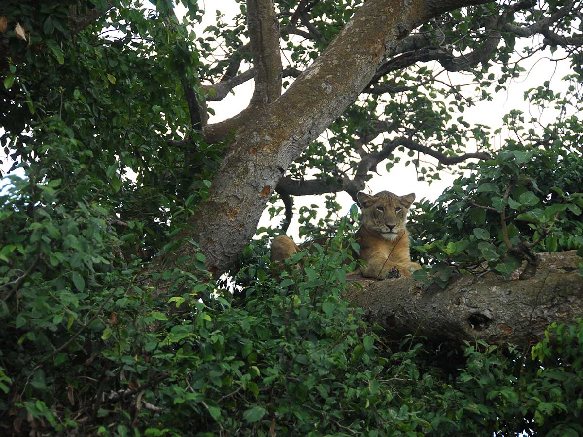 Tree Climbing Lion Ishasha Sector