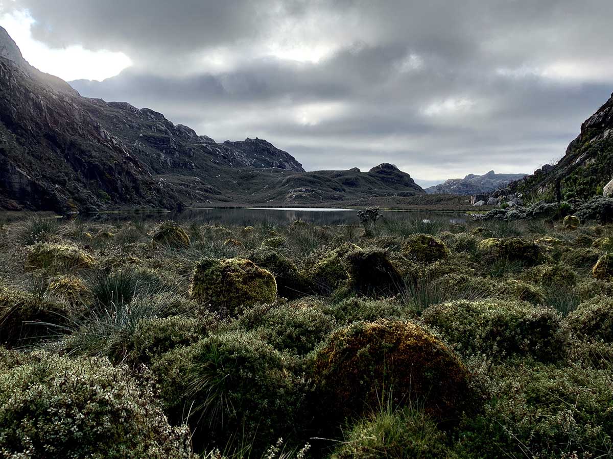 Bog area on Rwenzori Kilembe Hiking Tour