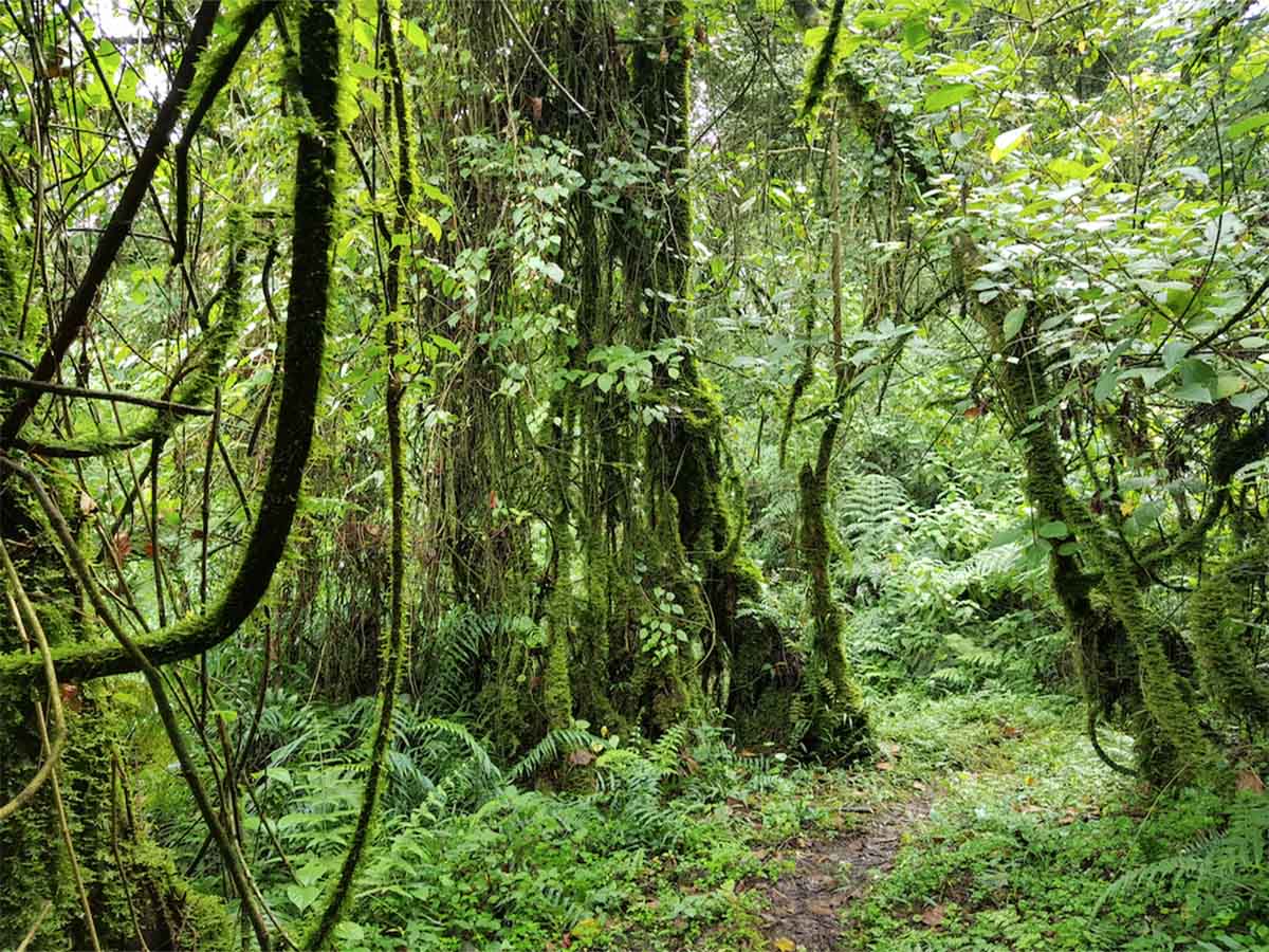 green moss forest, seen on Trek to Rwenzori Kilembe tour