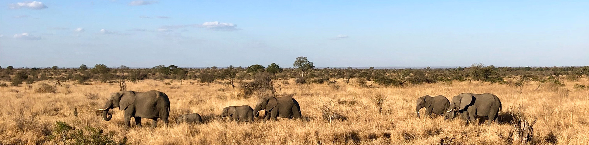 Panoramic View of Kruger National Park