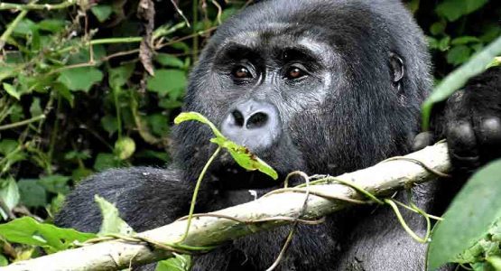 Gorilla Trekking in Bwindi National Park Tour