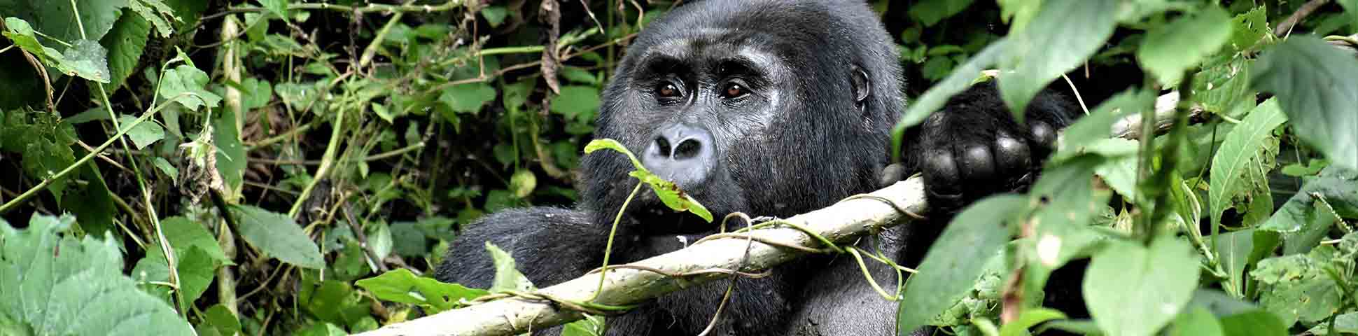 Gorilla Trekking in Bwindi National Park Tour