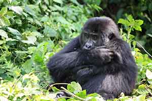 Gorilla Trekking in Bwindi National Park Tour