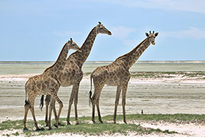 Group of giraffes on Botswana, Zimbabwe & Namibia Adventure Tour
