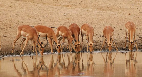 Unforgettable view from the Safari in Kruger National Park