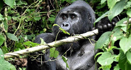 Gorilla Trekking in Bwindi National Park Tour