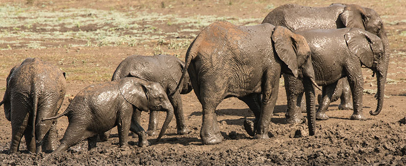 A Group of elephants met at Safari in Kruger National Park