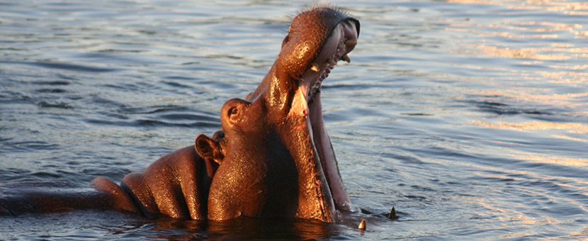 Hipopotamus in Zambezi River, Victoria Falls and Zambezi River Tour