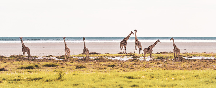 Panoramic view of giraffes in Botswana, Zimbabwe & Namibia Adventure Tour