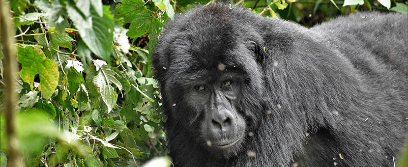 Gorilla Trekking in Bwindi National Park Tour