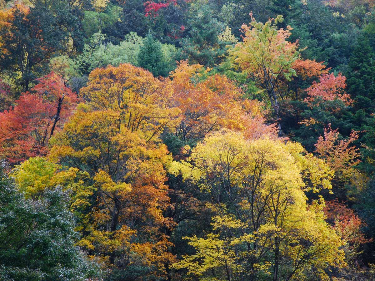 Forest and changing leaves seen hiking Sigunianghan Shan to Bipenggou valley in China