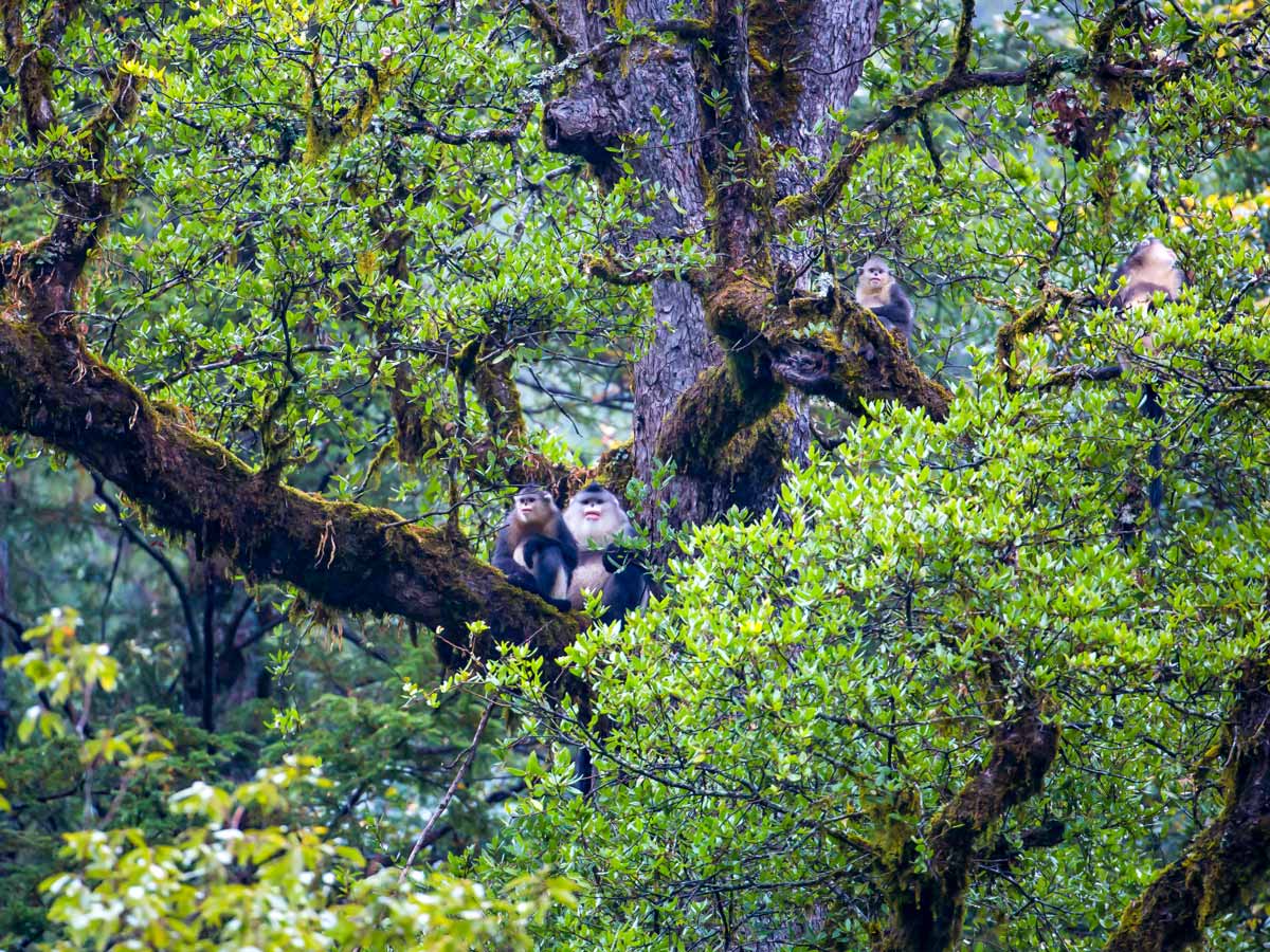 Snub nosed Monkeys in the trees around Tachen seen along trekking tour through China