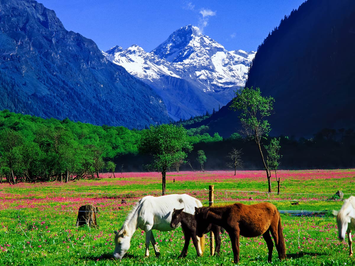 Abi Peak behind field of grazing horses in Shuangqiaogou seen while trekking in China