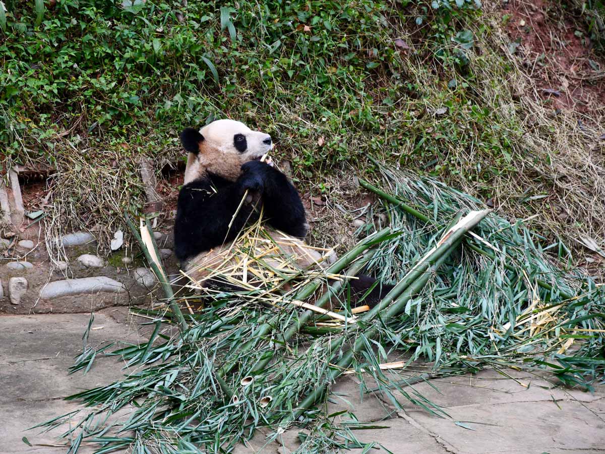 Bifengxia Panda bear eating Bamboo along trekking tour in China