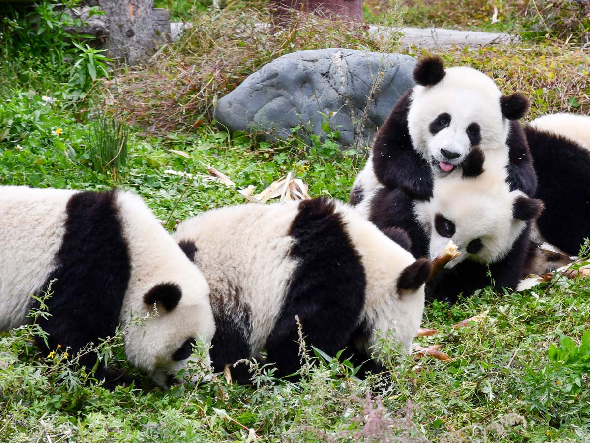 Panda bears seen in Wolong along trekking tour through West Sichuan