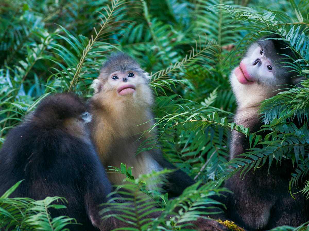 Snub nosed Monkey in Tachen seen along trekking tour through China