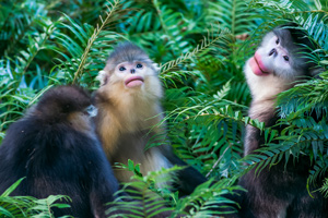 Trekking at Meili Xueshan in Northern Yunnan