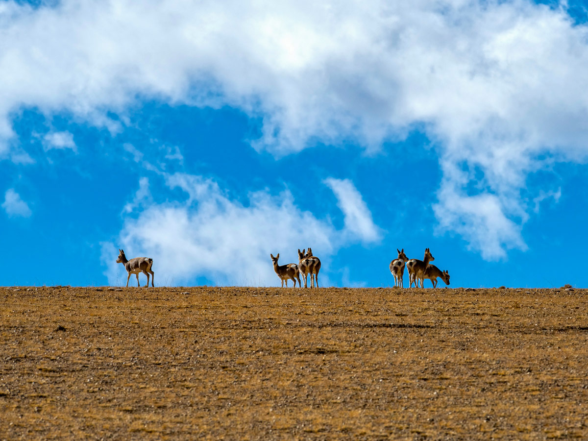 Tibetan Gazelle seen along MTB tour in Tibet from Lhasa to Kathmandu