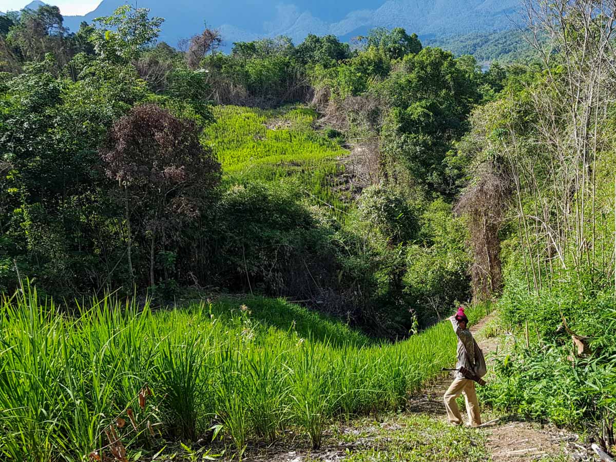 Trekking through the jungle along Sarawak Rainforest Adventure tour in Malaysia