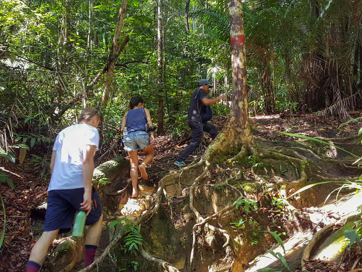 Local guuide leads trek through the jungle on Sarawak Rainforest Adventure tour in Malaysia