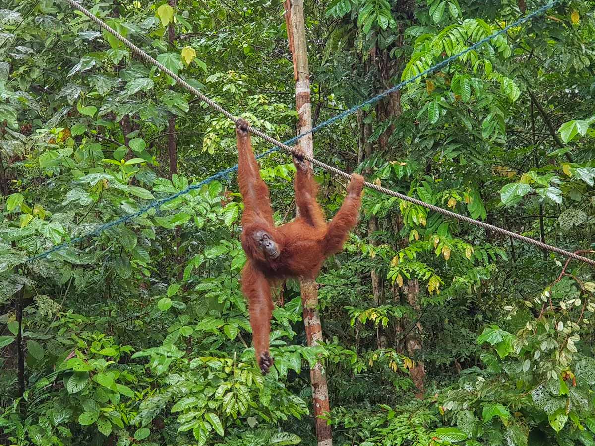 Orangutan seen along Malaysia Borneo bike ride