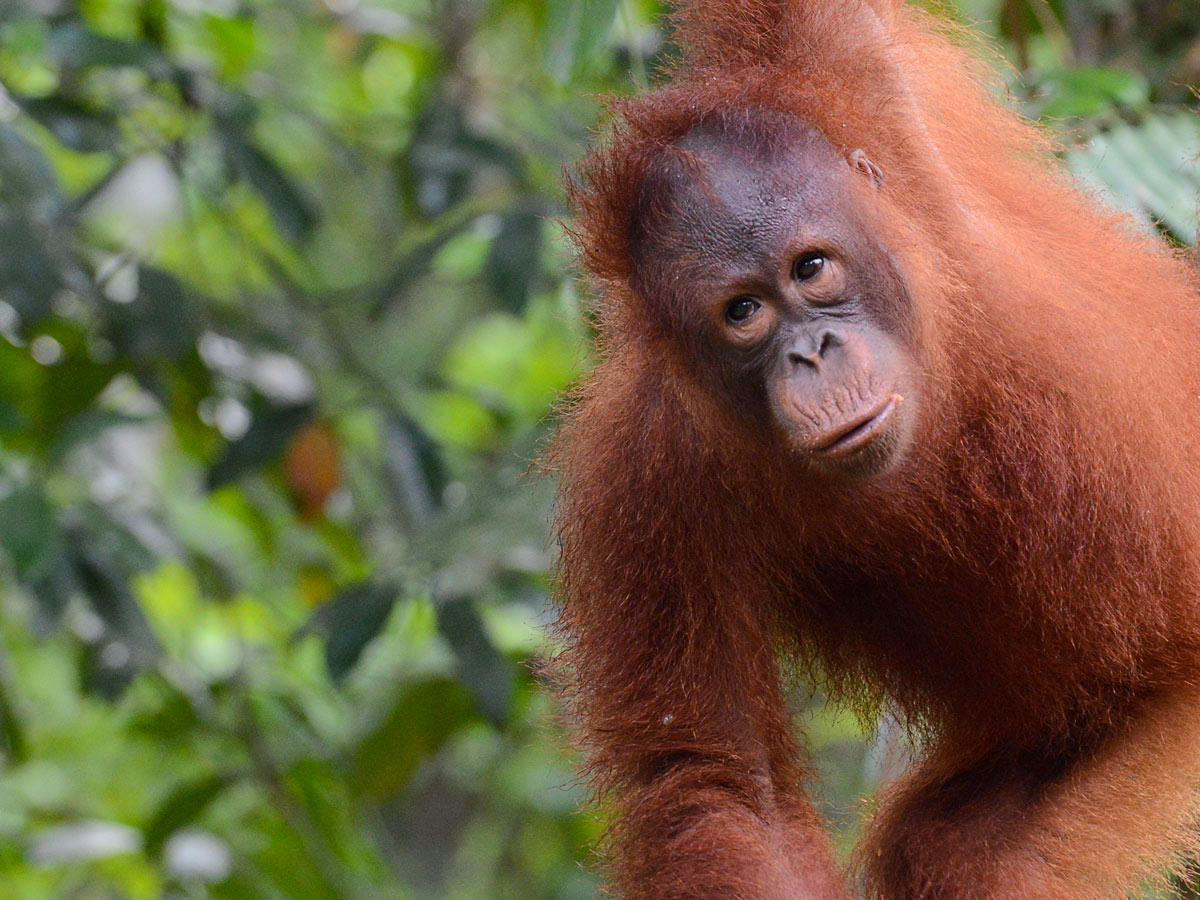 Orangutan spotted along Malaysia rainforest bike tour