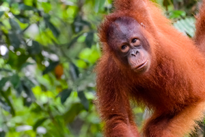 Sarawak Rainforest Bike Discovery