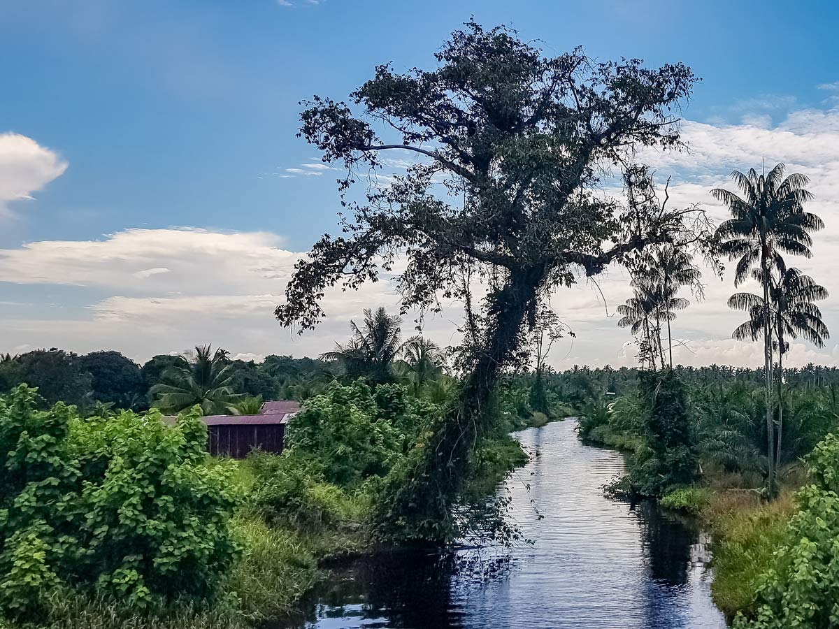 Beautiful jungle and forest seen along Trans Borneo road bike tour Malaysia