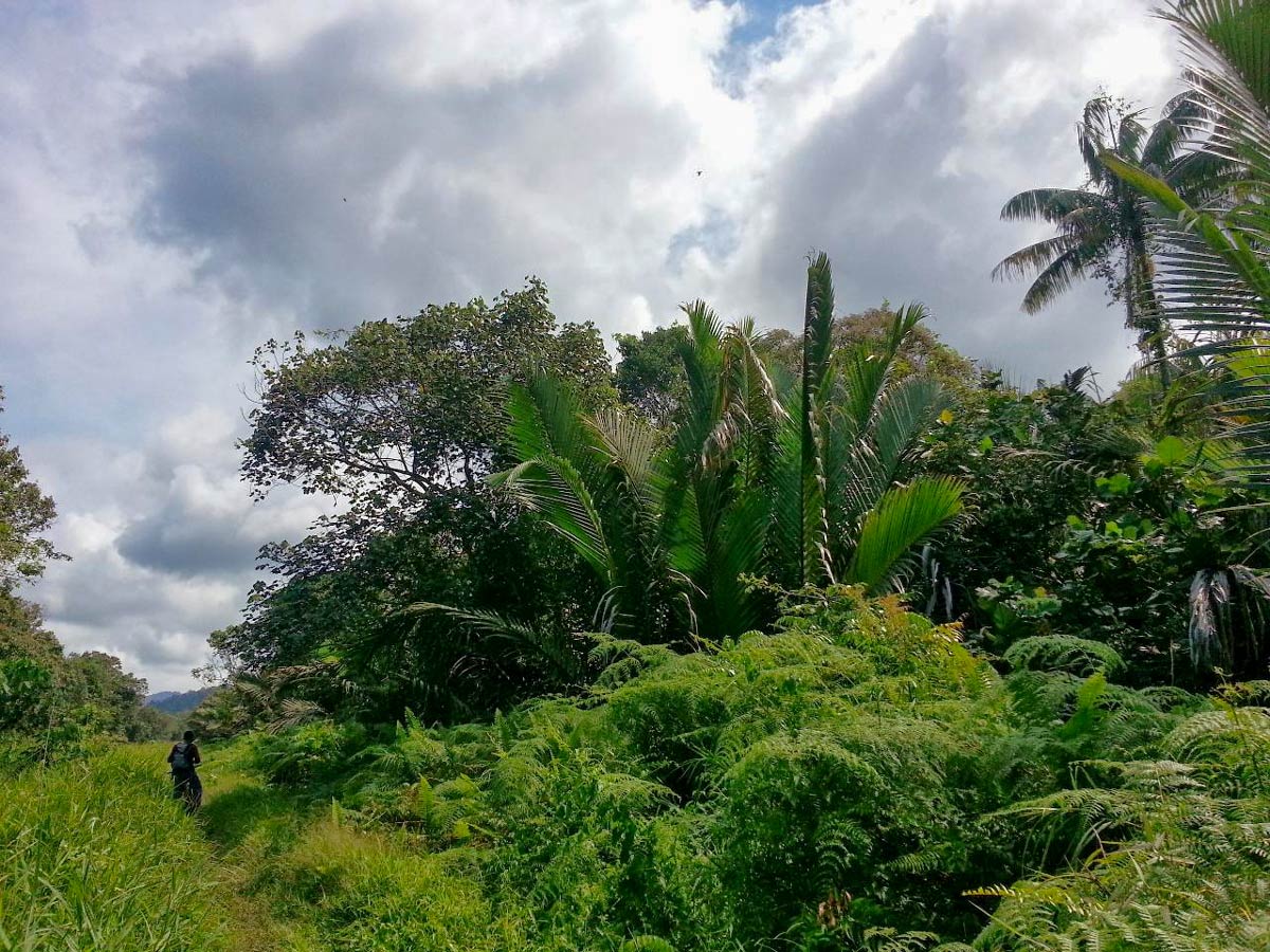 Beautiful foliage along Borneo Wildlife Bike Safari tour Malaysia