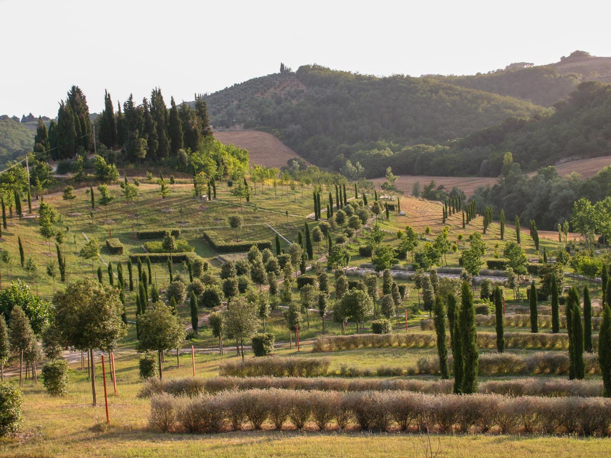 Vineyards along the Via Francigena route between Siena and Rome Italy