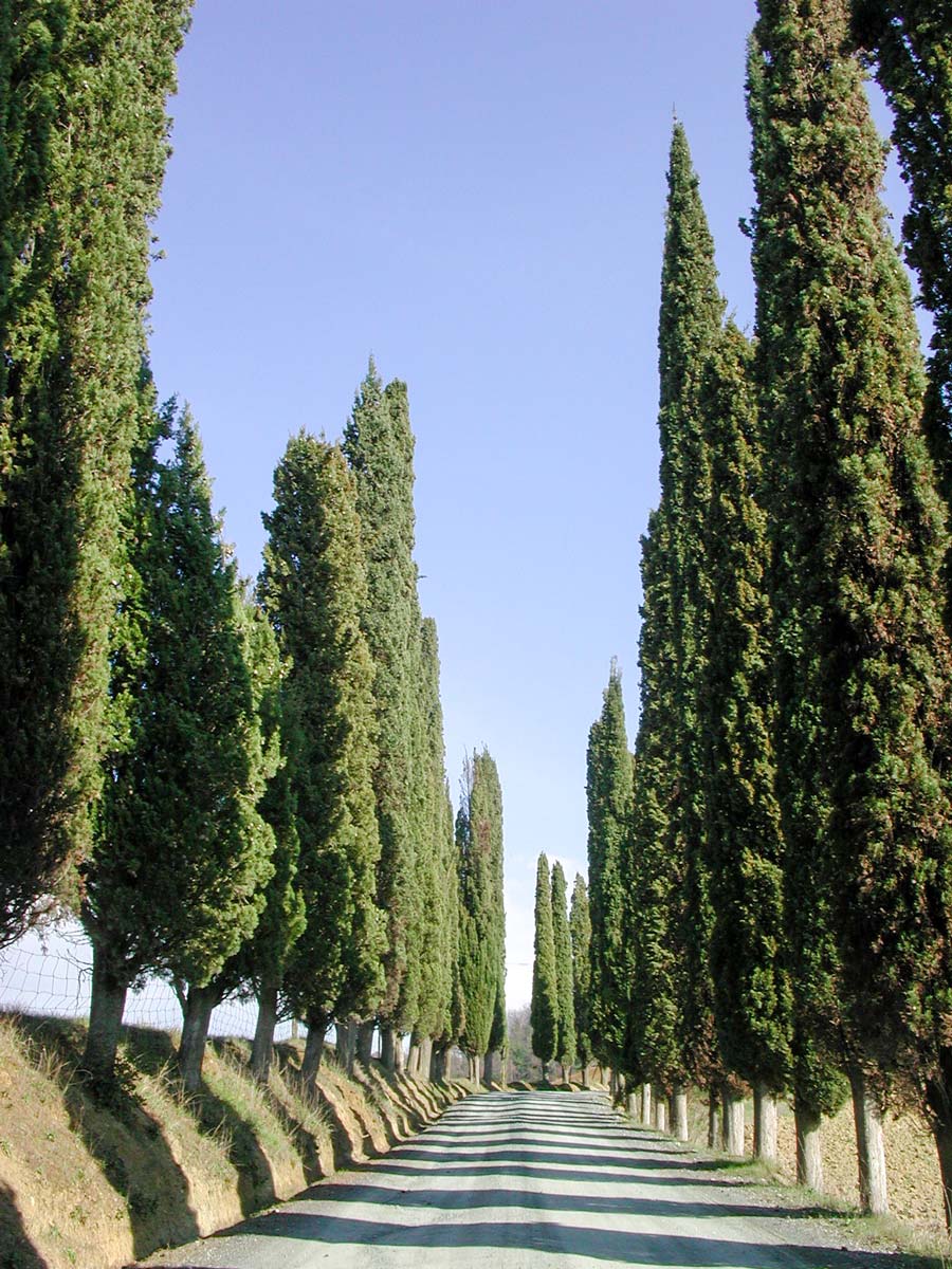 Cypres trees near San Gimignano Tuscany Italy