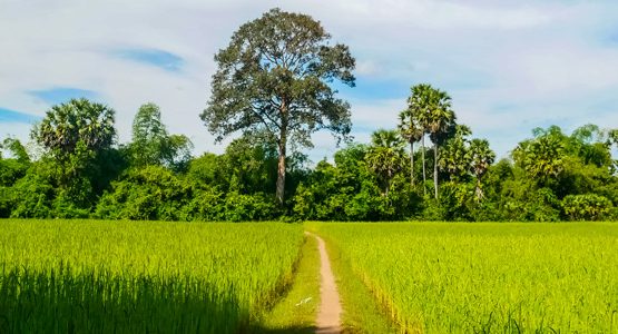 Pnom Penh to Siem Reap