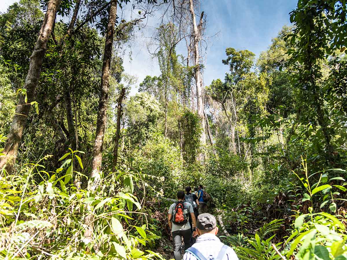 Exploring lush forest in Cambodia