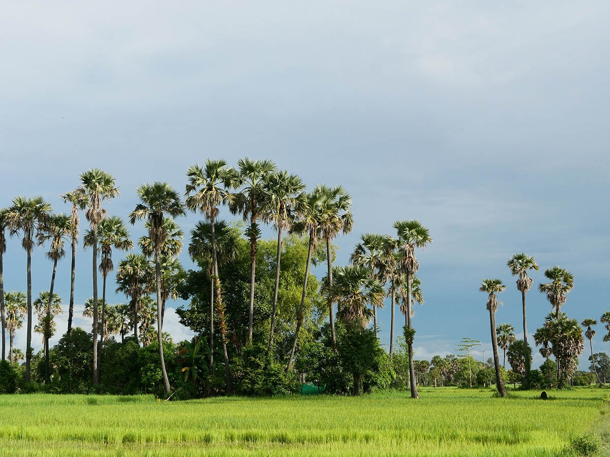 Palms in Northern Cambodia