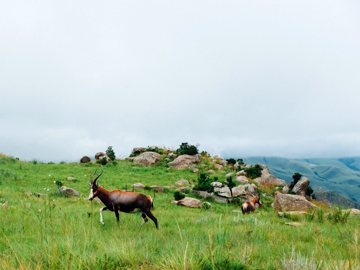 Lone antelope met in South Africa