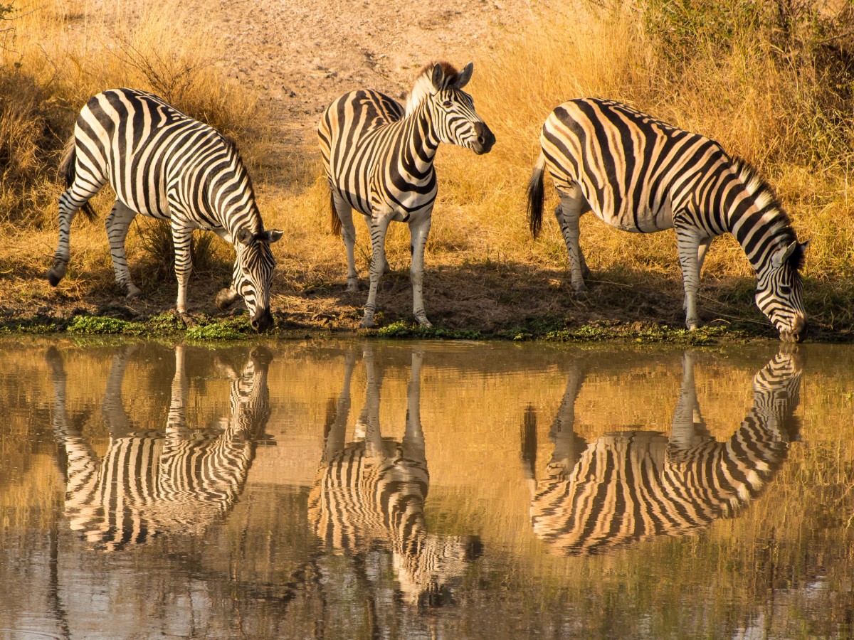 Zebras in Kruger National Park visited on guided hiking tour in South Africa