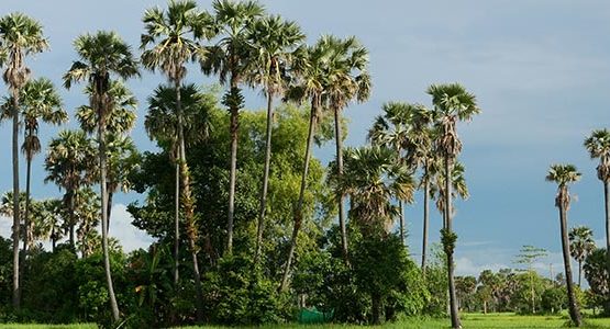 Northern Cambodia Hike and Bike Tour