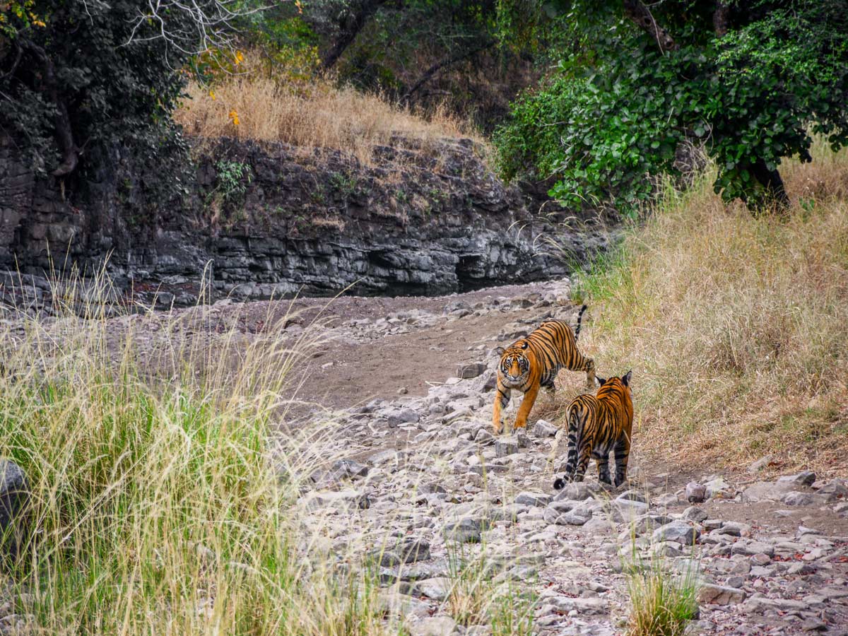 Pair of bengal tigers spotted on temples and tigers wildlife cultural tour in India