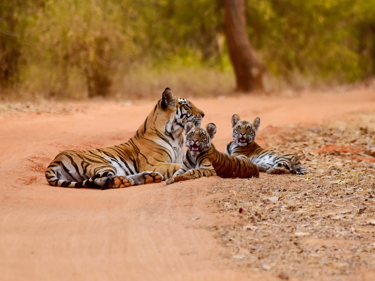 Bengal tiger mother and cubs spotted on temples and tigers wildlife cultural tour in India