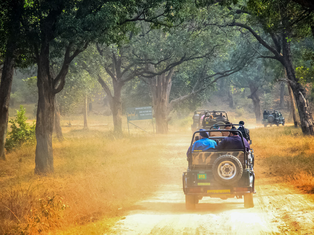 Safari Jeeps drive along dirt roads on temples and tigers wildlife and culture adventure tour in India