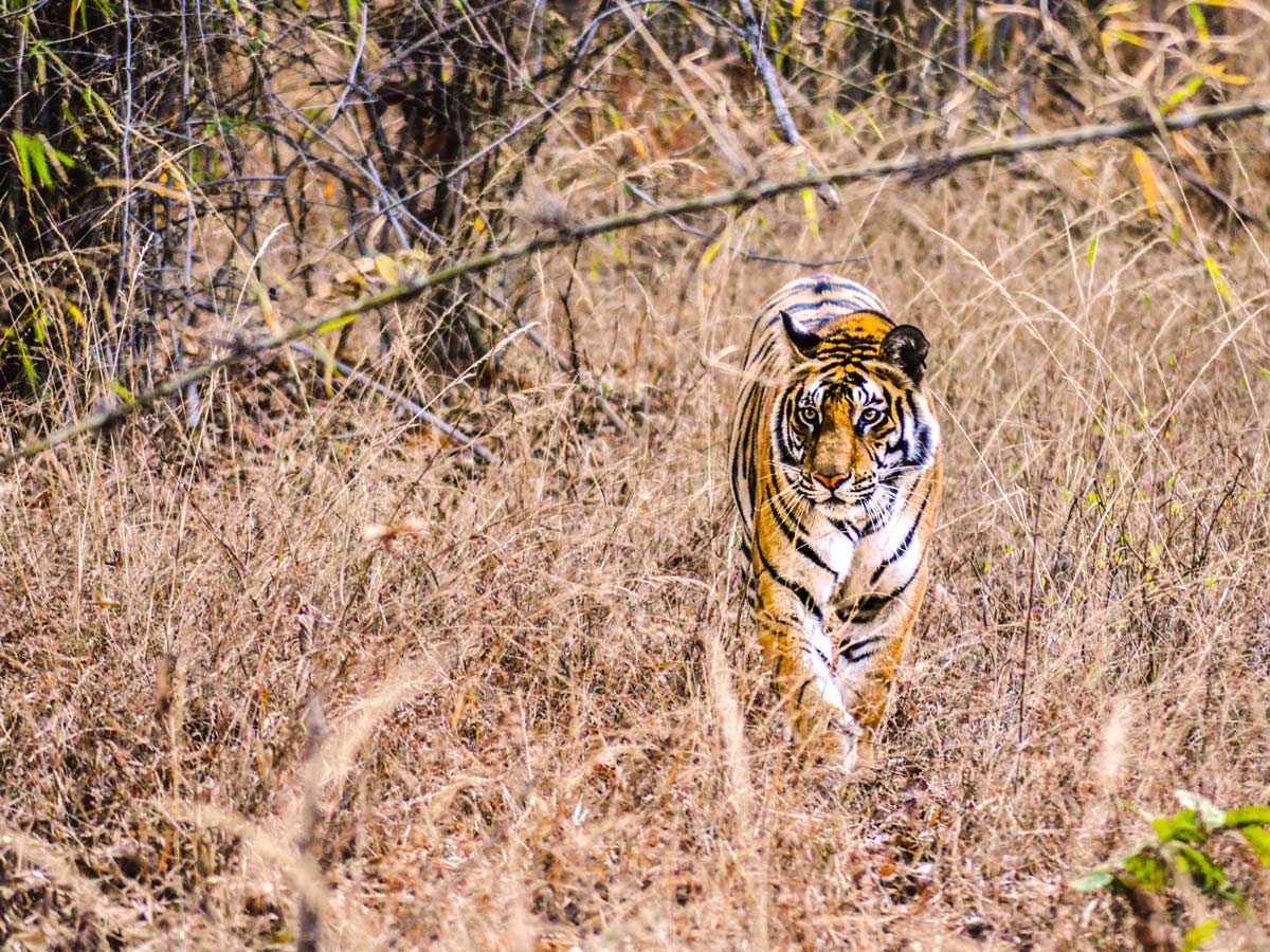Bengal tiger hiding in tall grass along temples and tigers wildlife cultural tour in India
