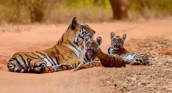 Wildlife and Cultural India Tour