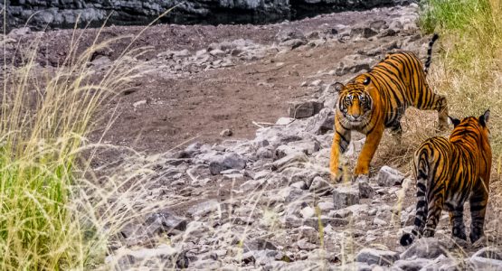 Wildlife and Cultural India Tour